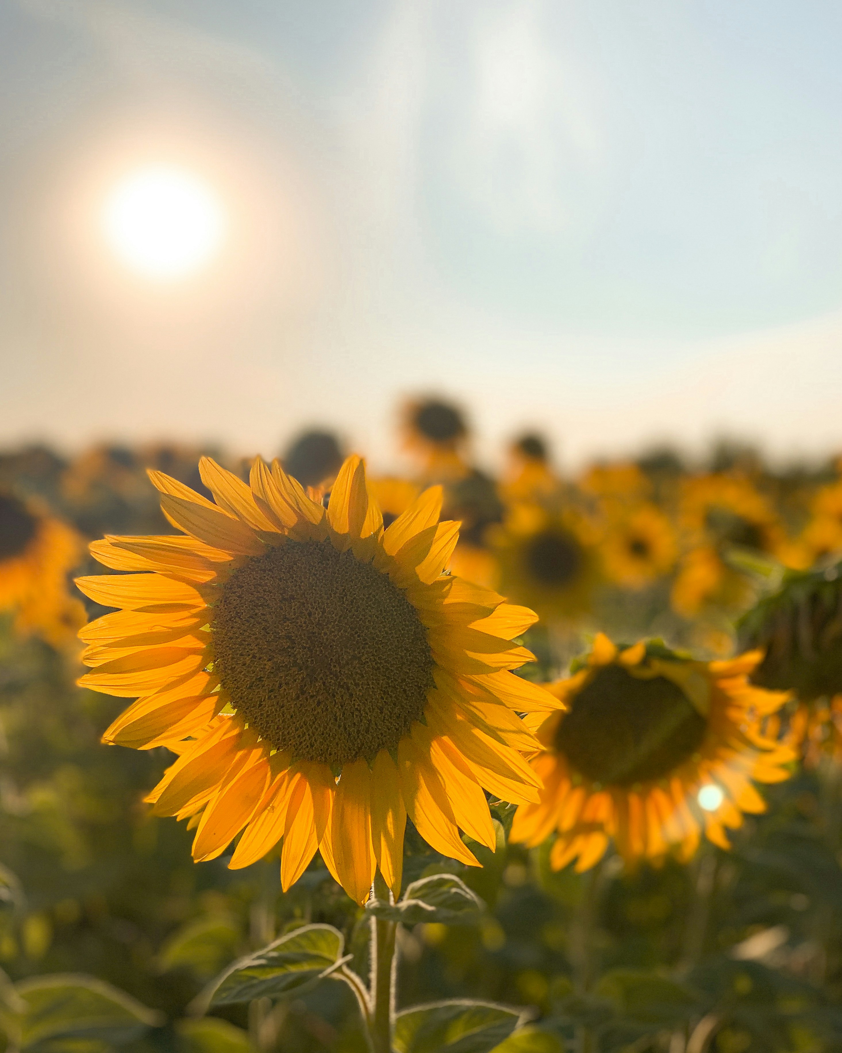 Supporting Ukraine’s Alignment with EU Environmental Standards